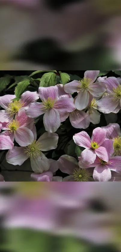 Pink clematis flowers with green leaves as a mobile wallpaper.