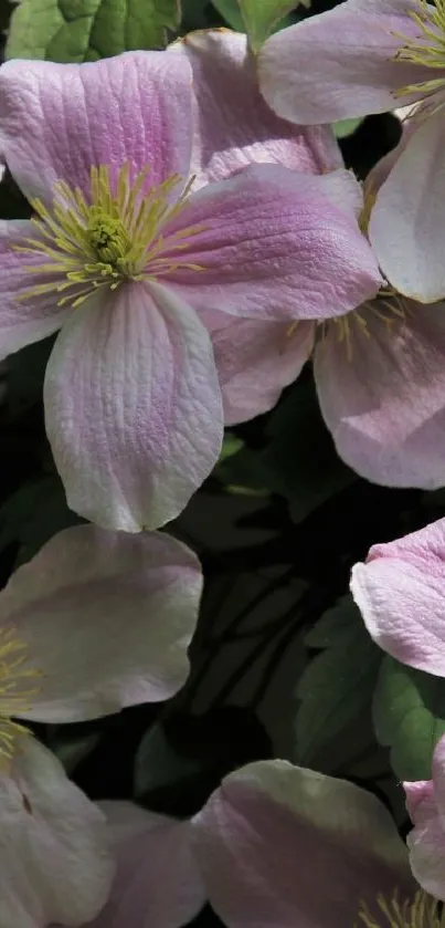 Pink clematis flowers with green leaves as a wallpaper design.