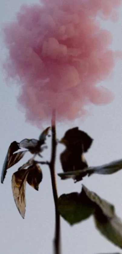 Delicate pink cloud resembling a flower against a soft sky backdrop.