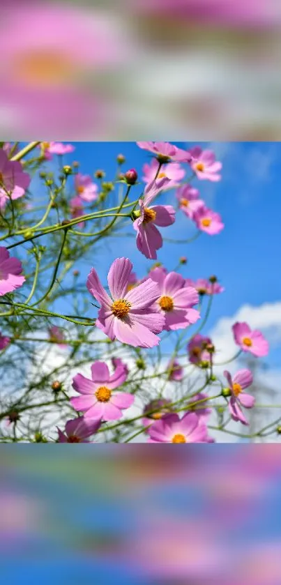 Pink cosmos flowers against a clear blue sky in full bloom.