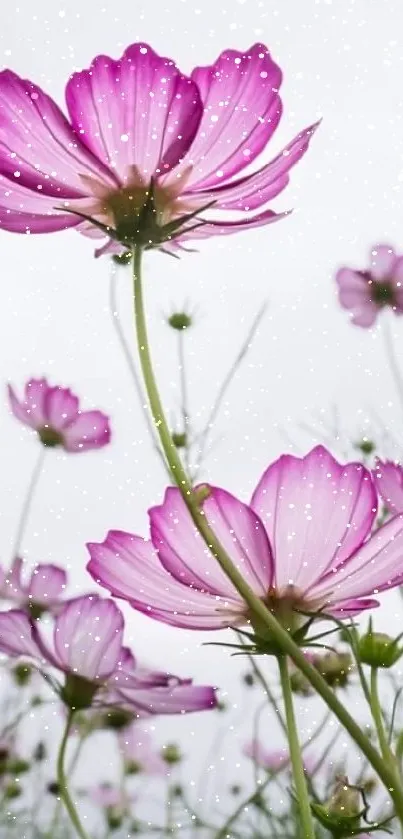 Pink cosmos flowers blooming against a soft sky background.