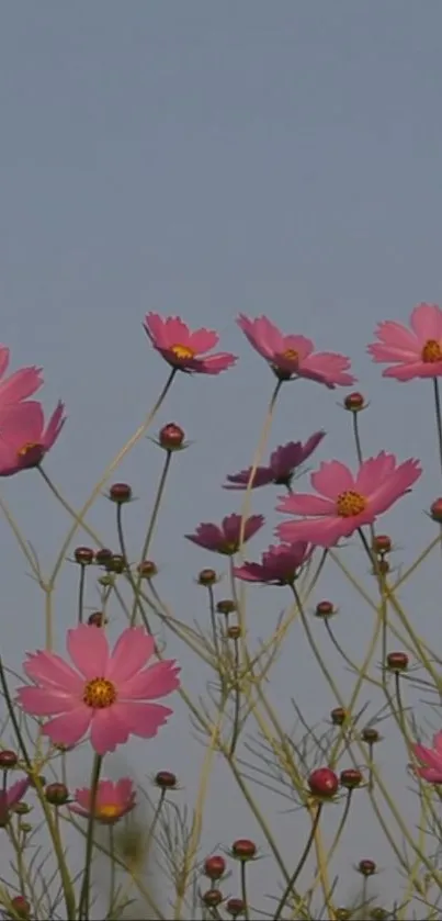 Blooming pink cosmos flowers against a blue sky, creating a serene natural wallpaper.