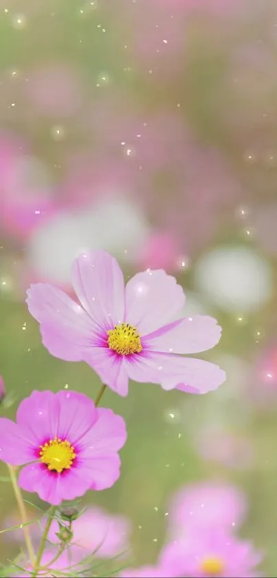 Mobile wallpaper with pink cosmos flowers and a dreamy bokeh effect.