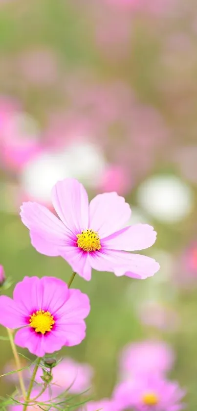 Close-up of pink cosmos flowers in bloom.