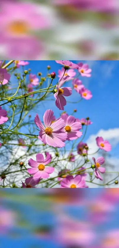 Pink cosmos flowers against a bright blue sky, ideal for nature-themed wallpaper.