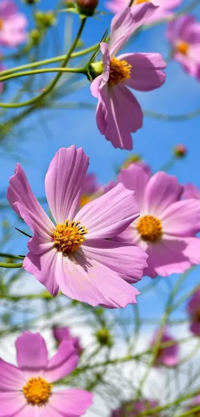 Vibrant pink cosmos flowers with blue sky background.