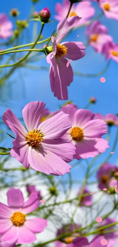 Pink cosmos flowers bloom against a vivid blue sky in this mobile wallpaper.