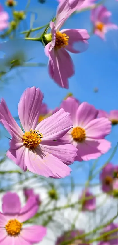 Pink cosmos flowers bloom against a bright blue sky for mobile wallpaper.