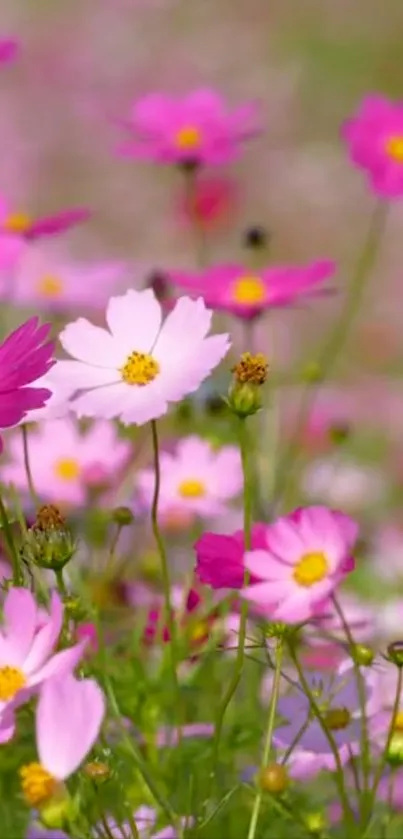 Mobile wallpaper with vibrant pink cosmos flowers in a lush garden.