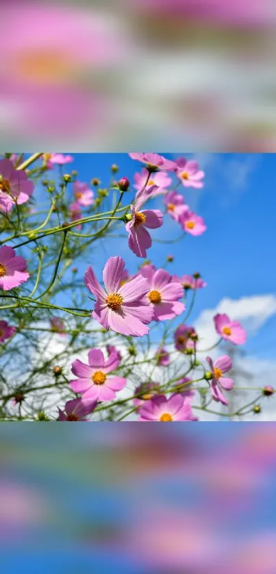 Pink cosmos flowers with a blue sky