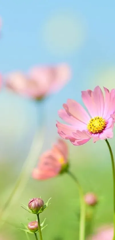 Pink cosmos flower with a blue sky in the background.