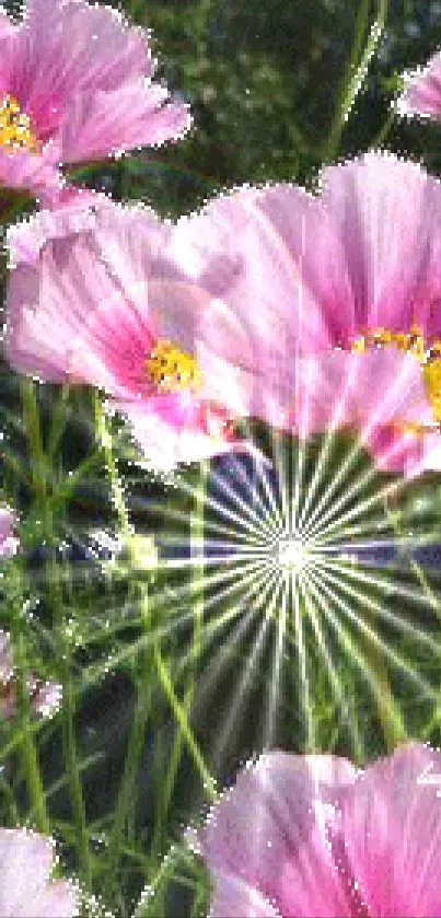 Pink cosmos flowers with sunlight shining through, creating a vibrant garden scene.