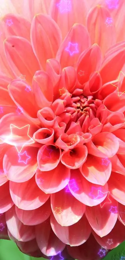 Pink dahlia flower with green leaves in natural setting.