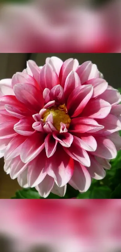 Close-up of a vibrant pink dahlia flower with green leaves.