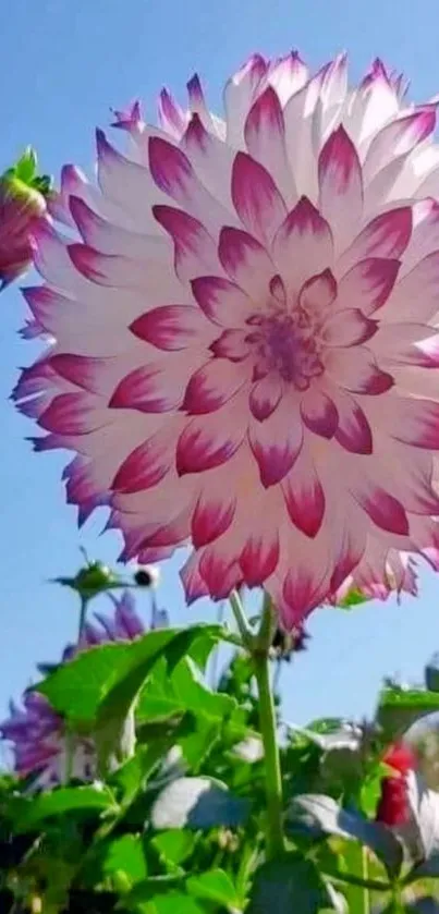 Beautiful pink dahlia flower against a clear blue sky.