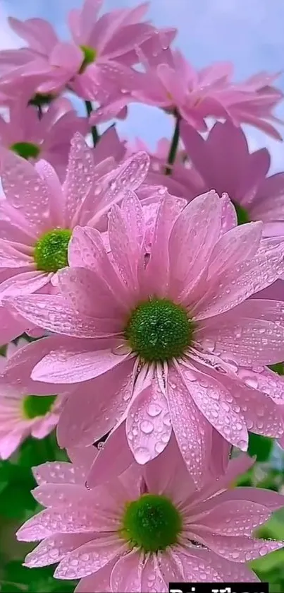 Vibrant pink daisy flowers with dewdrops background.