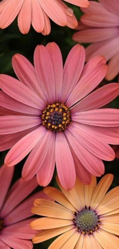 Close-up of pink daisies in bloom, perfect for phone wallpaper.