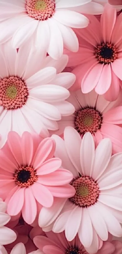 Pink daisy flowers mobile wallpaper perfect for nature and floral lovers.