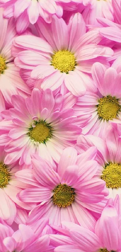 Mobile wallpaper of vibrant pink daisies with yellow centers.