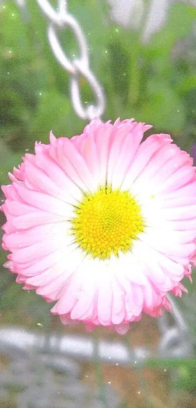 Close-up of a vibrant pink daisy with green leaves in the background.