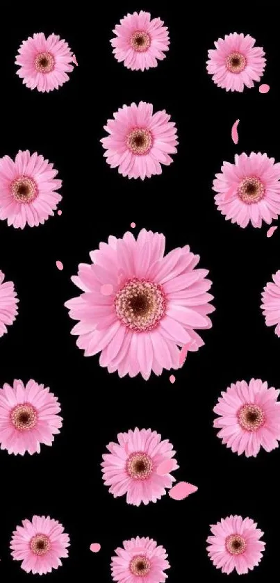 Pink daisy flowers on black background wallpaper.