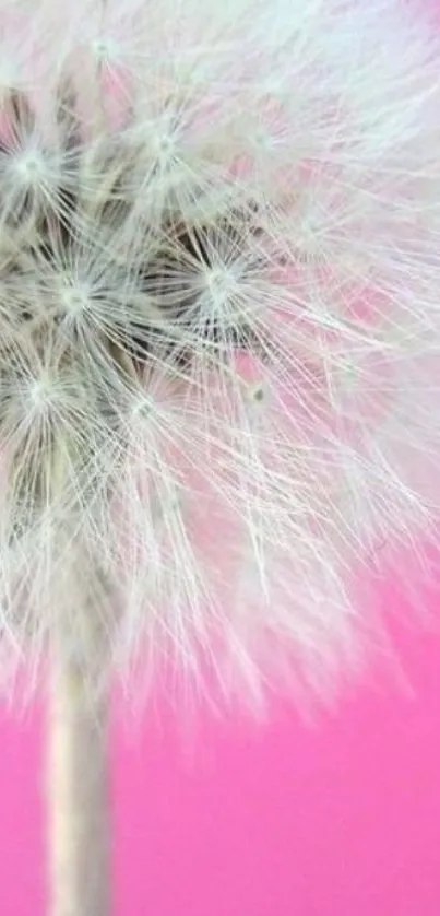 Dandelion on vibrant pink background mobile wallpaper.