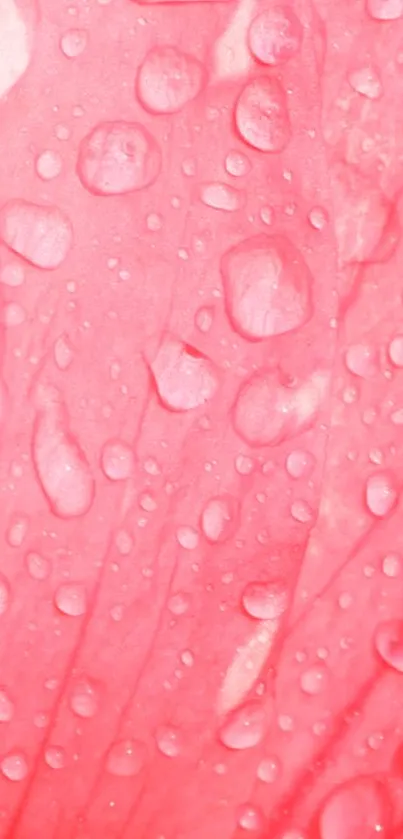 Pink petal with dewdrops wallpaper for mobile