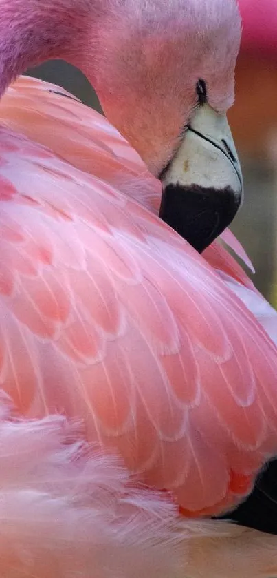 Graceful pink flamingo with soft feather details.