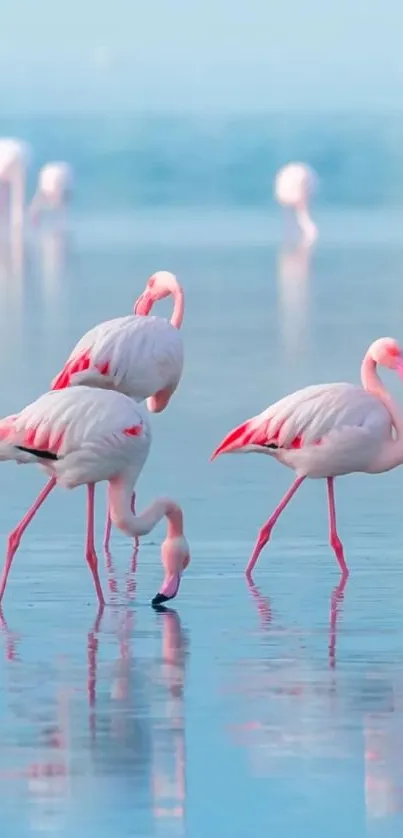 Elegant pink flamingos standing on calm blue water.