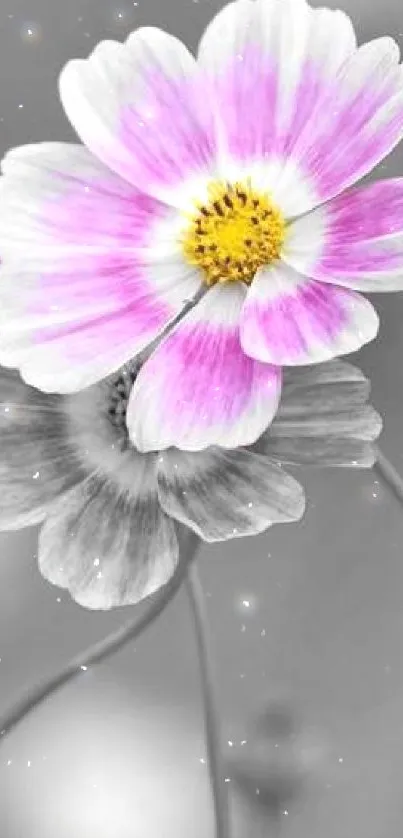 Pink daisy on grayscale background wallpaper, perfect for mobile screens.