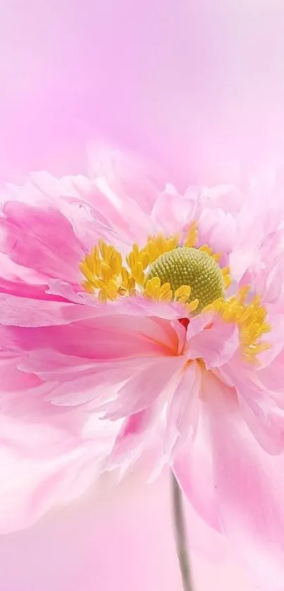 A delicate pink blossom with soft petals and a vibrant center.