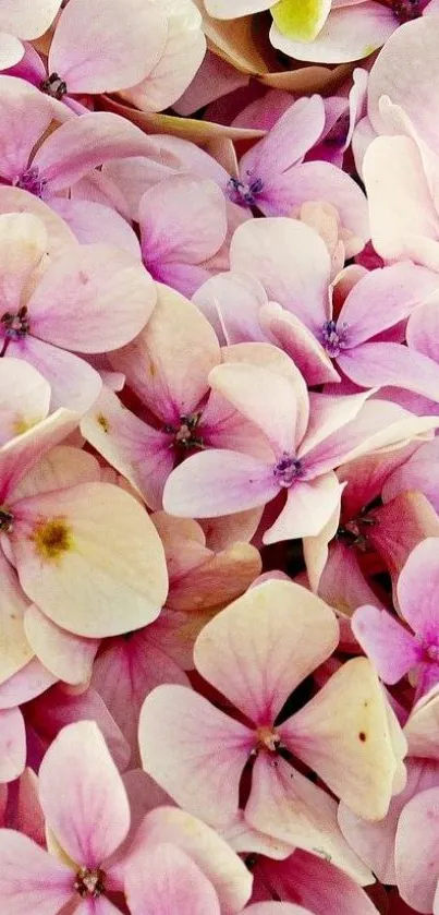 Pink flowers wallpaper with delicate blossoms.