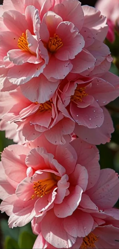 Pink flowers in full bloom with delicate petals.