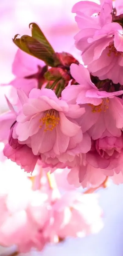 Pink cherry blossoms in full bloom on a mobile wallpaper.