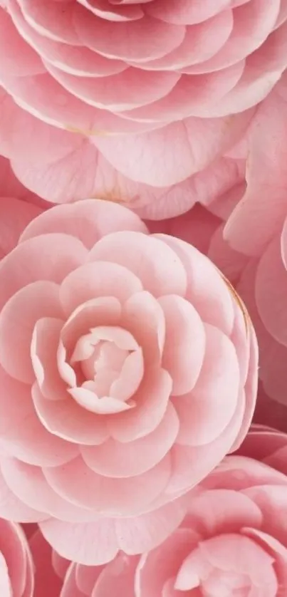 Pink camellia flowers wallpaper design.