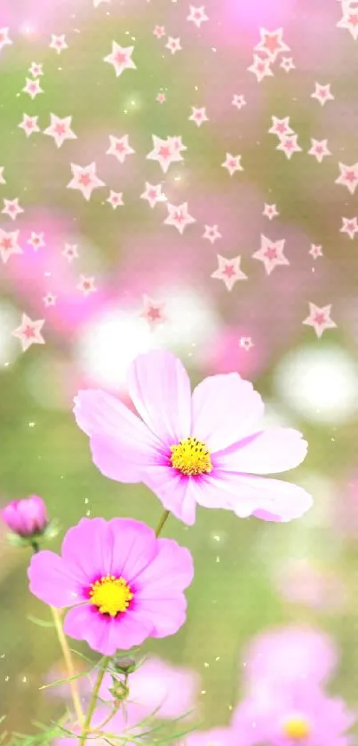 Pink cosmos flowers with starry background on mobile wallpaper.