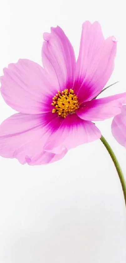 Delicate pink flower with vibrant petals on a minimalist background.