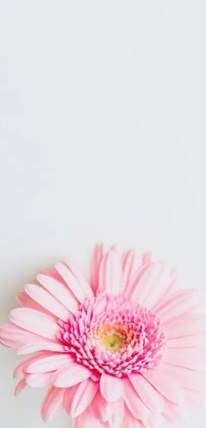 Delicate pink flower on a minimalist mobile wallpaper.