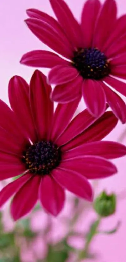 Two vibrant pink daisies on a soft pink background, perfect for mobile wallpaper.