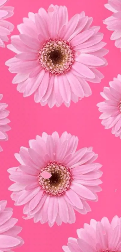 Vibrant pink wallpaper with daisy flowers.