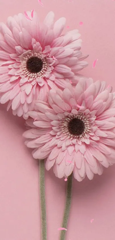 Two pink gerbera daisies on light pink background mobile wallpaper.