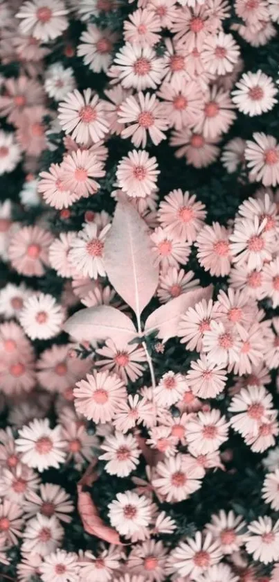 Pink floral wallpaper with blossoms and leaves