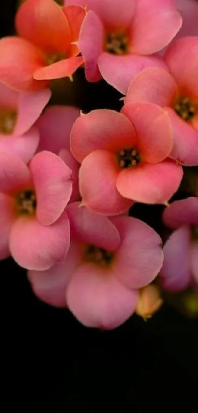 Pink flowers with dark background on mobile wallpaper.