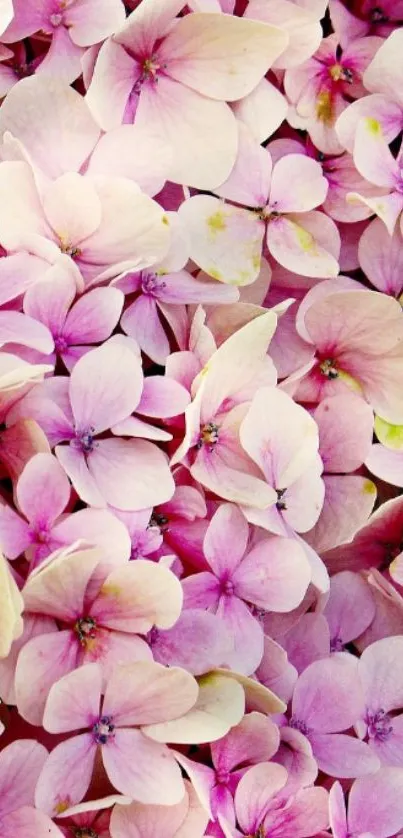 Vibrant pink hydrangea flowers as mobile wallpaper.