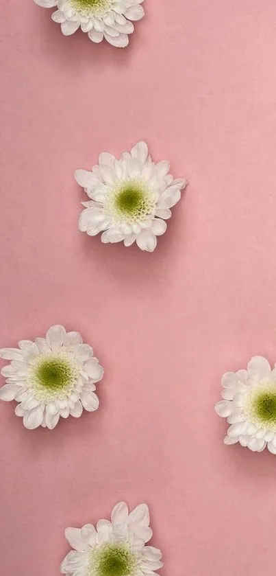 White daisies on a pink background wallpaper.