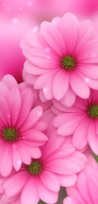 Vibrant pink flowers wallpaper for mobile display