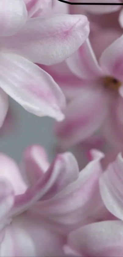 Soft pink floral wallpaper with delicate flower petals.