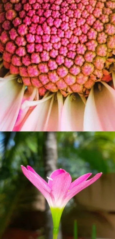 Pink and green floral mobile wallpaper with intricate petal details.