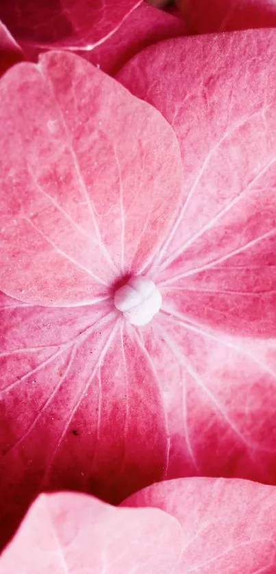 Close-up pink hydrangea flower wallpaper.