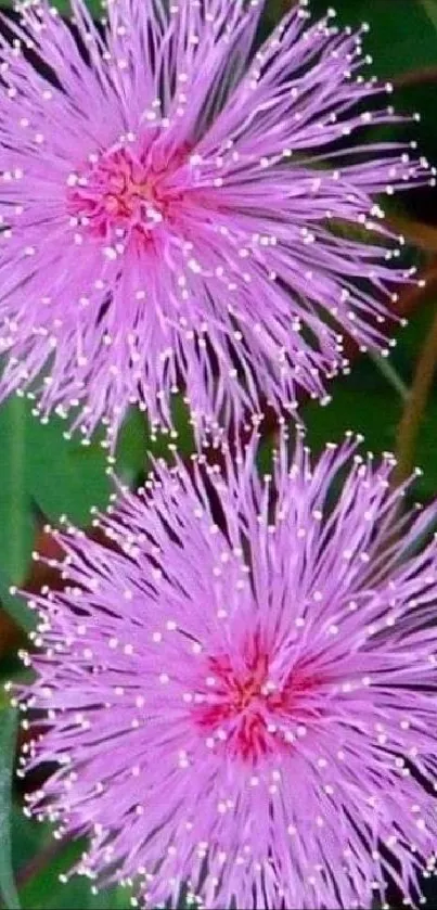 Close-up of pink fluffy flowers with green leaves background.